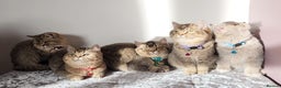 British Shorthair cats for sale: Gorgeous British Shorthair Kittens - Advert 18