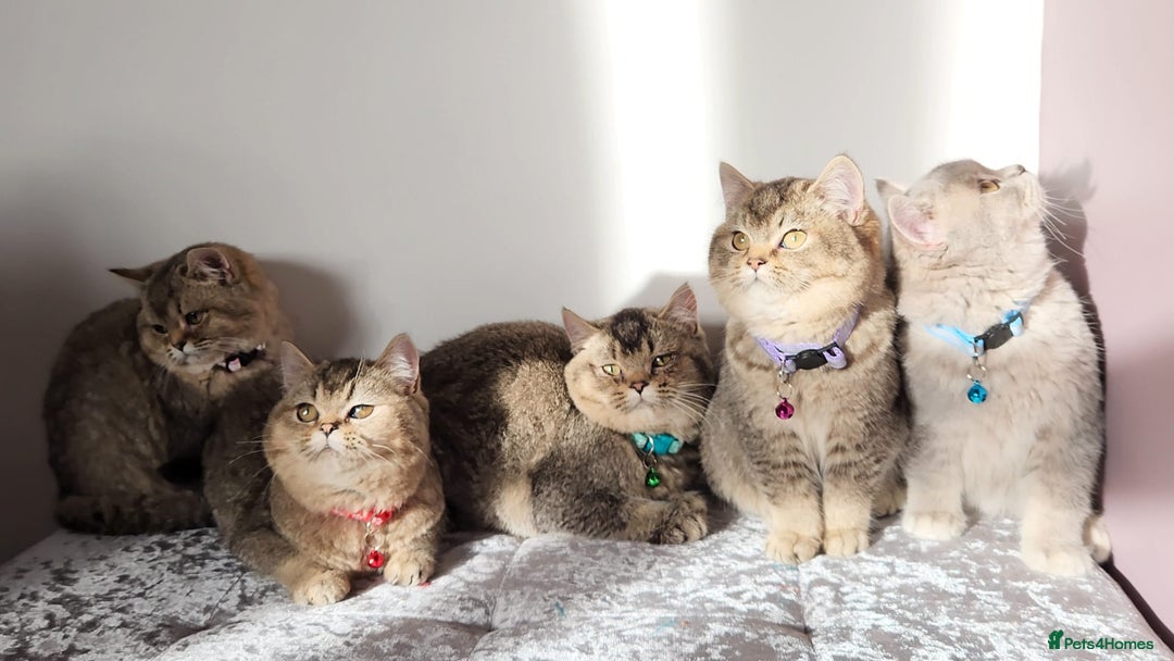 British Shorthair cats for sale: Gorgeous British Shorthair Kittens - Advert 18