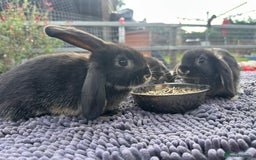 Mini Lop rabbits for sale: Female mini lops  - Image 8