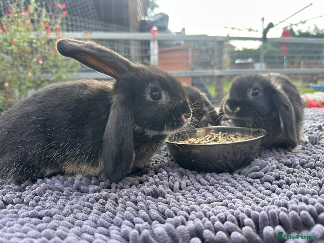 Mini Lop rabbits for sale: Female mini lops  - Image 8
