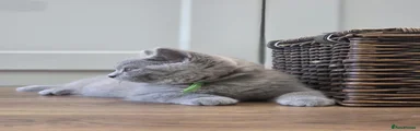British Shorthair Grey Male ( Green Collar)