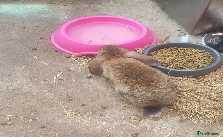 French Lop rabbits - Advert 1