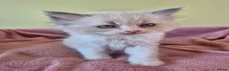 Ragdoll cats for sale: Ragdoll kittens GCCF regsitered - Advert 28