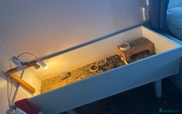 Tortoise reptiles for sale: Horsefields Tortoise  - Image 3