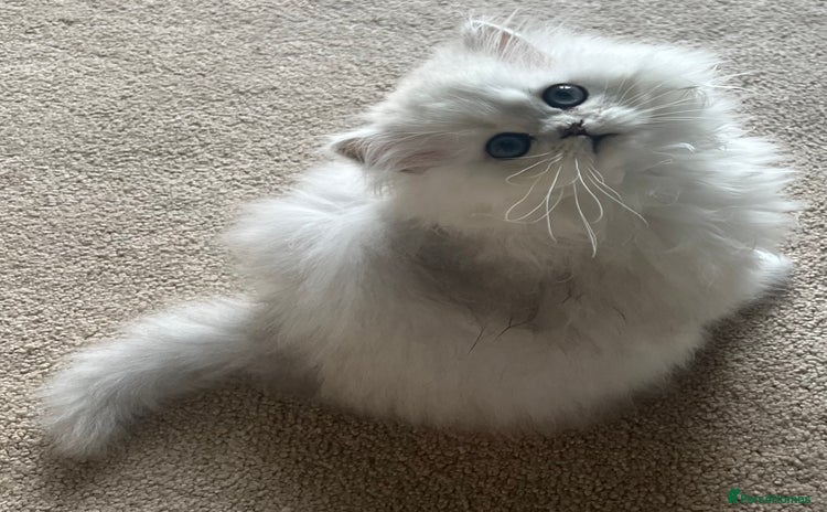 Persian cats - Advert 1