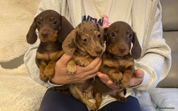 Miniature Dachshund dogs for sale: Miniature dachshund puppies  - Image 2