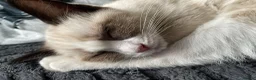 Snowshoe cats for sale: One year old female Siamese snowshoe  - Advert 14