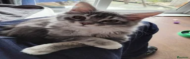 Maine Coon Kitten 2