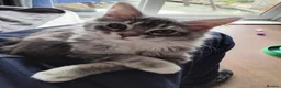 Maine Coon cats for sale: Maincoons  - Advert 1