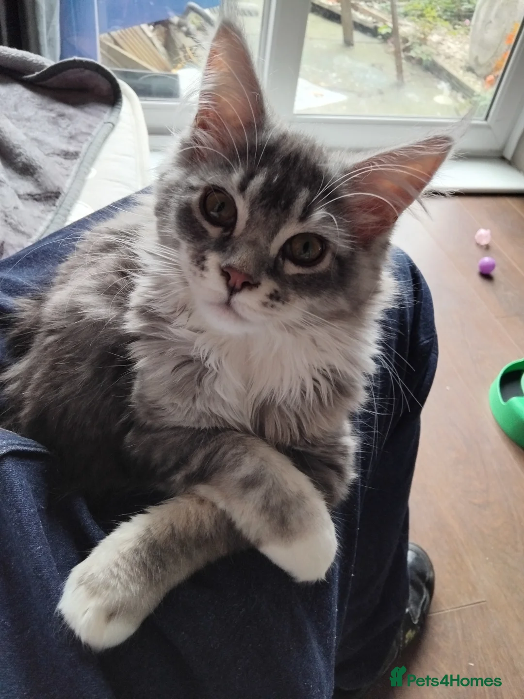 Maine Coon cats for sale: Maincoons  - Advert 1