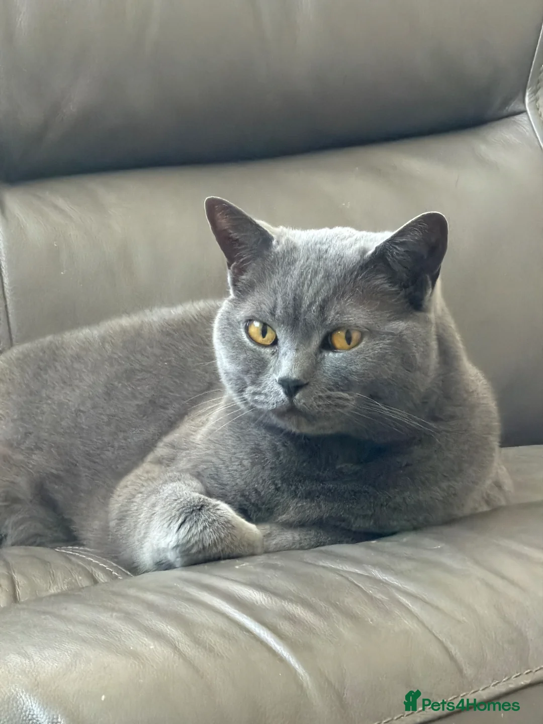 Mixed Breed cats for sale: Luna and Mila - Advert 2