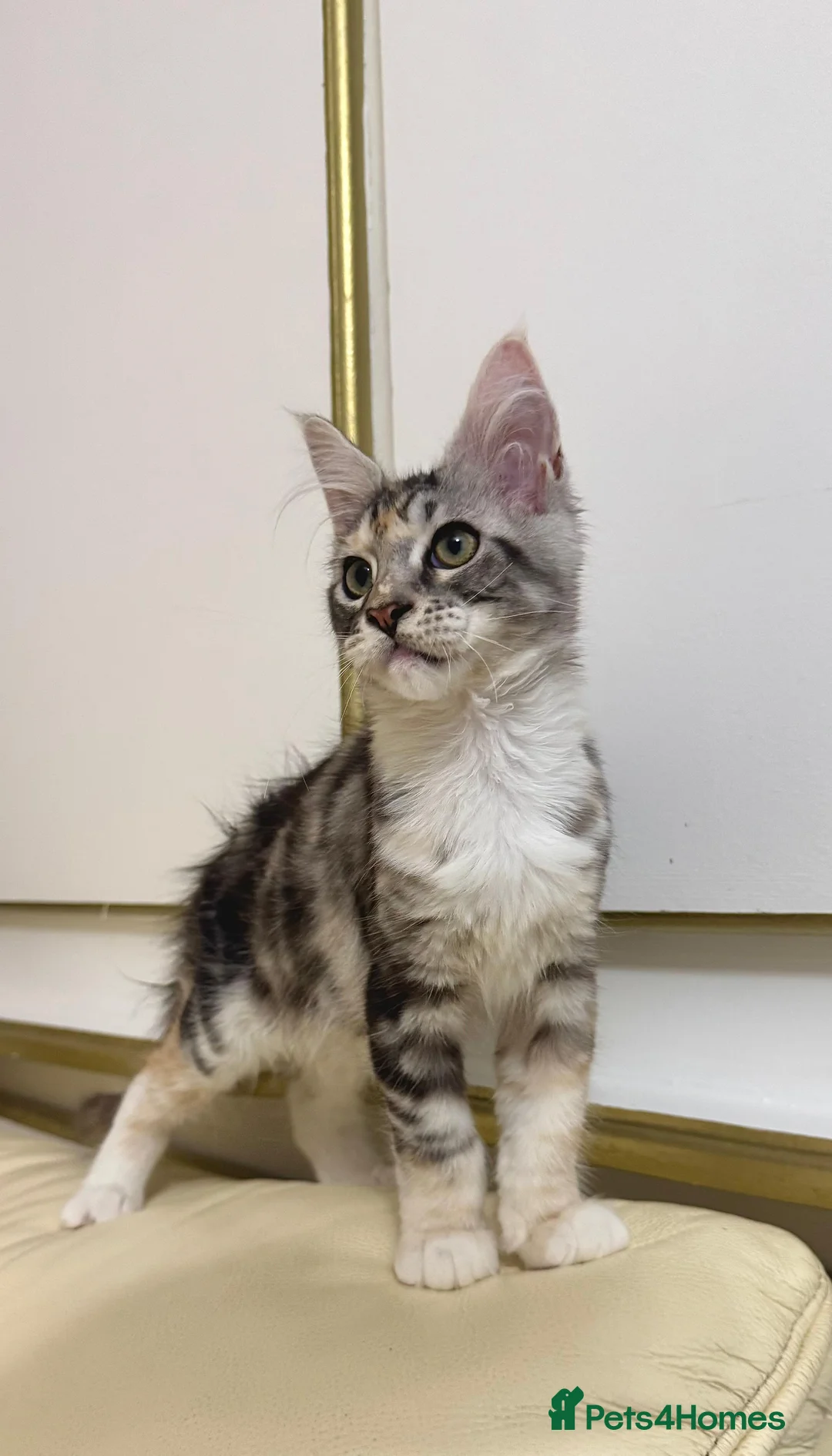 Maine Coon cats for sale: MaineCoonKitten🏆20+gen🧬Outstadning Full Pedigree - Advert 3