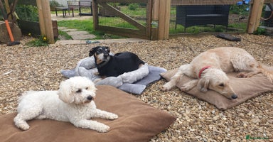 Mixed Breed dogs - Advert 6