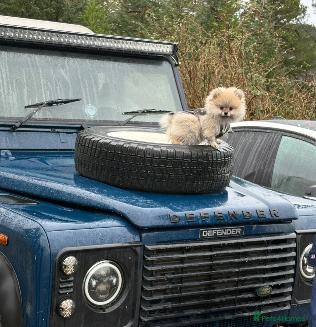 Pomeranian dogs for stud: Pomeranian Stud 1yr - Advert 7