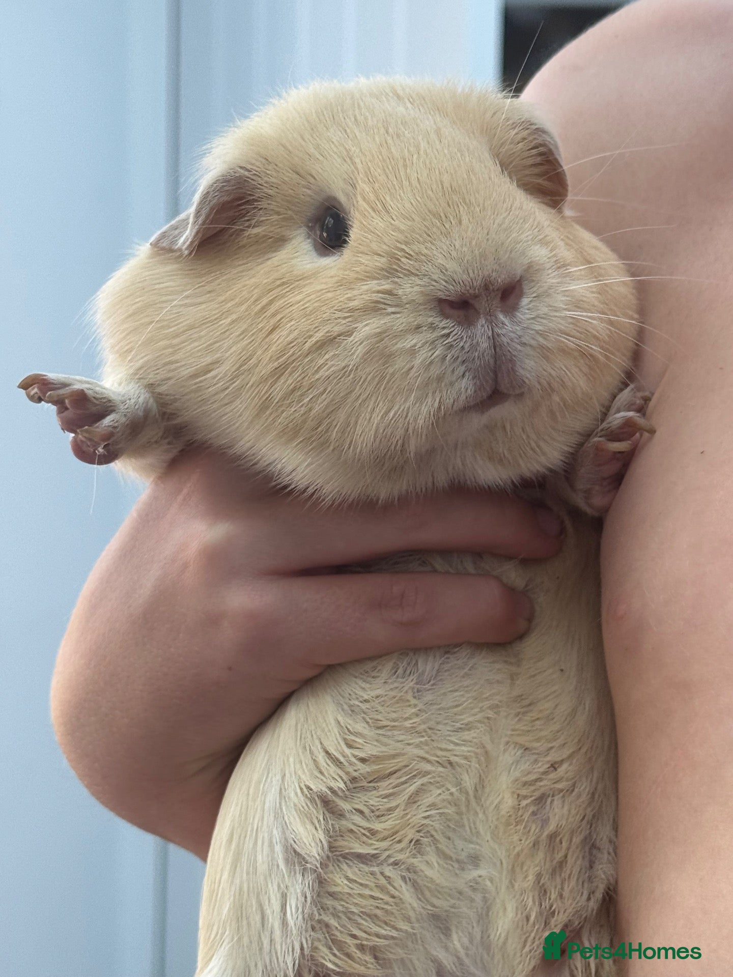 Guinea Pig rodents Male Guinea Pig - Advert 2