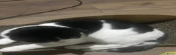 Mixed Breed cats for sale: Winter – A Truly Special Companion 🖤🤍 - Advert 3