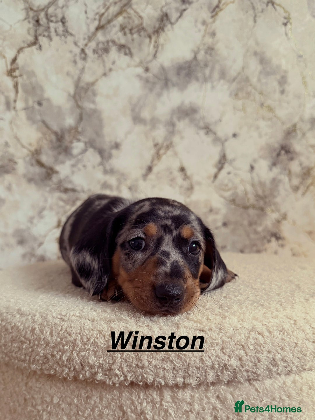 Miniature Dachshund dogs for sale: Miniature Dachshunds  - Advert 6
