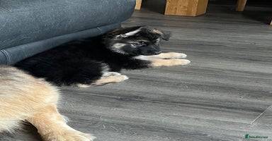 German Shepherd dogs - Advert 4