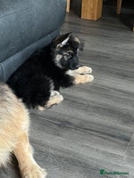 German Shepherd dogs - Advert 1