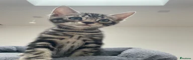 Merlin