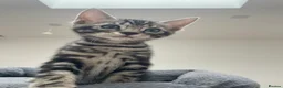 Bengal cats for sale: Bengal X Ready NOW - Advert 18