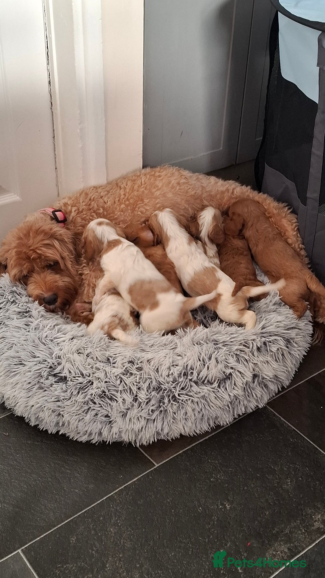 Cavapoo dogs for sale: Beautiful cavapoo F1b  - Advert 1