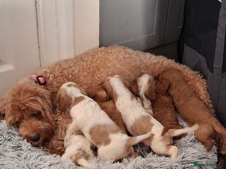 Cavapoo dogs Beautiful cavapoo F1b - Advert 7