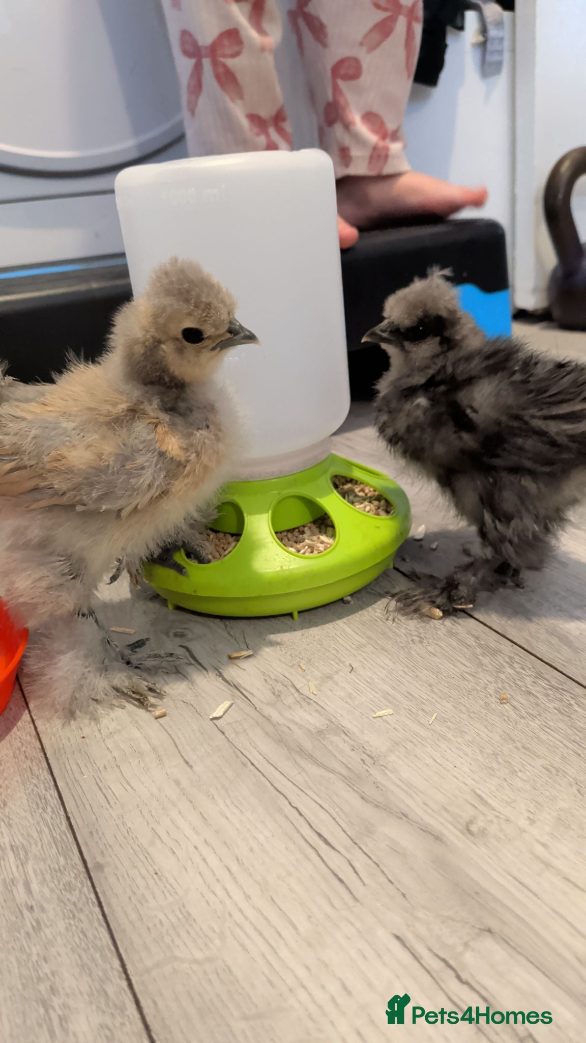 Chickens poultry Silkie chicks  - Advert 2