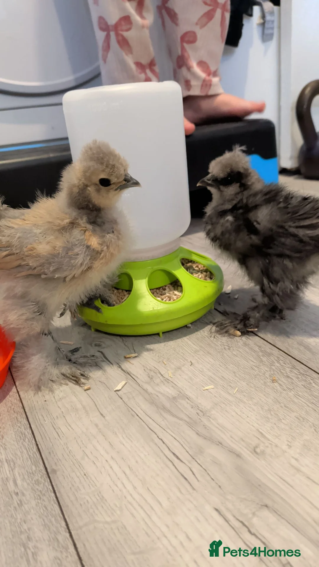 Chickens poultry for sale: Silkie chicks  - Advert 1