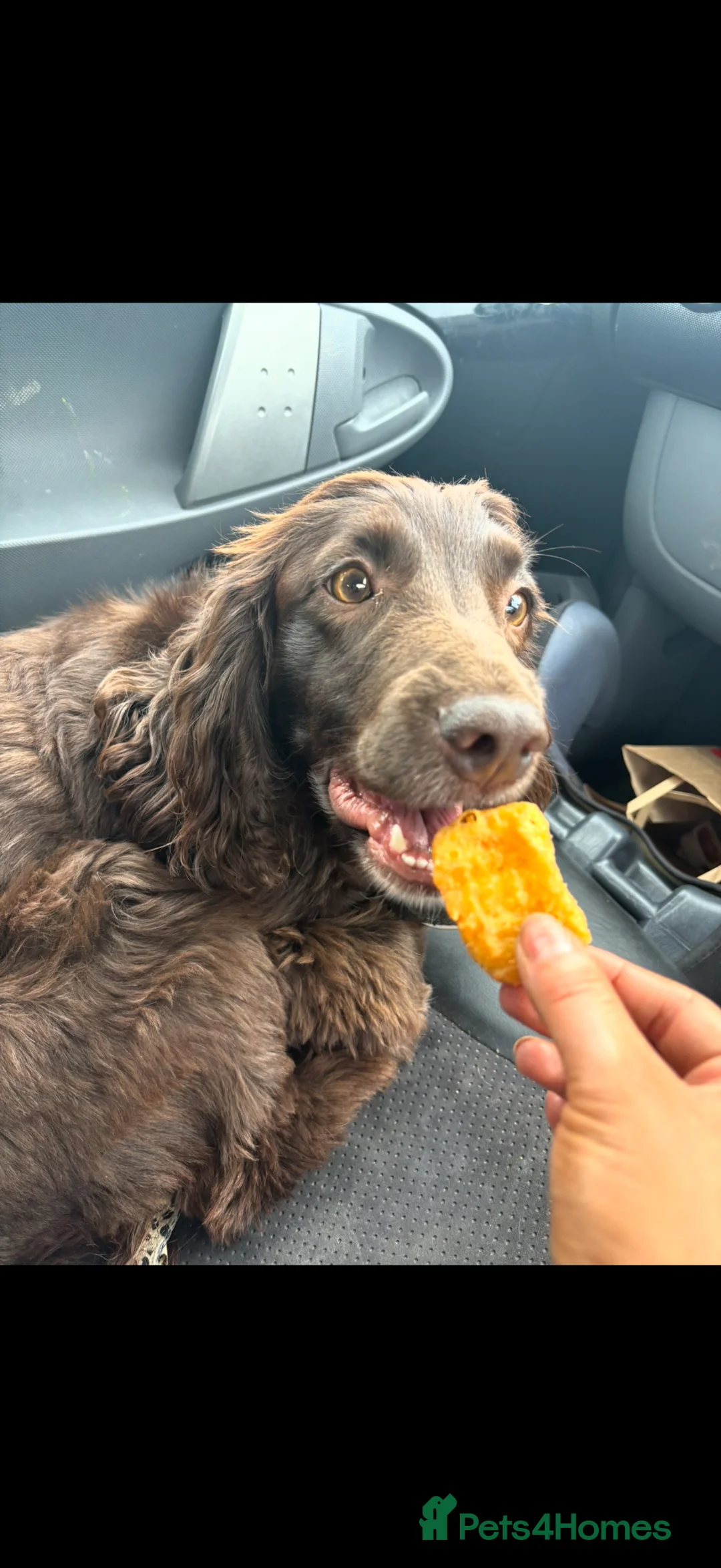 Sprocker dogs for sale: Female sprocker spaniel *NOT A PUPPY* - Advert 2