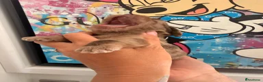 Mixed Breed 4