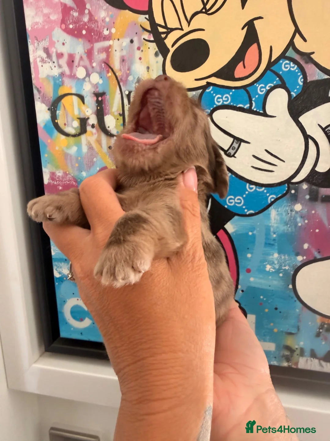 Mixed Breed dogs for sale: Adorable Schweenies puppy’s  - Advert 20
