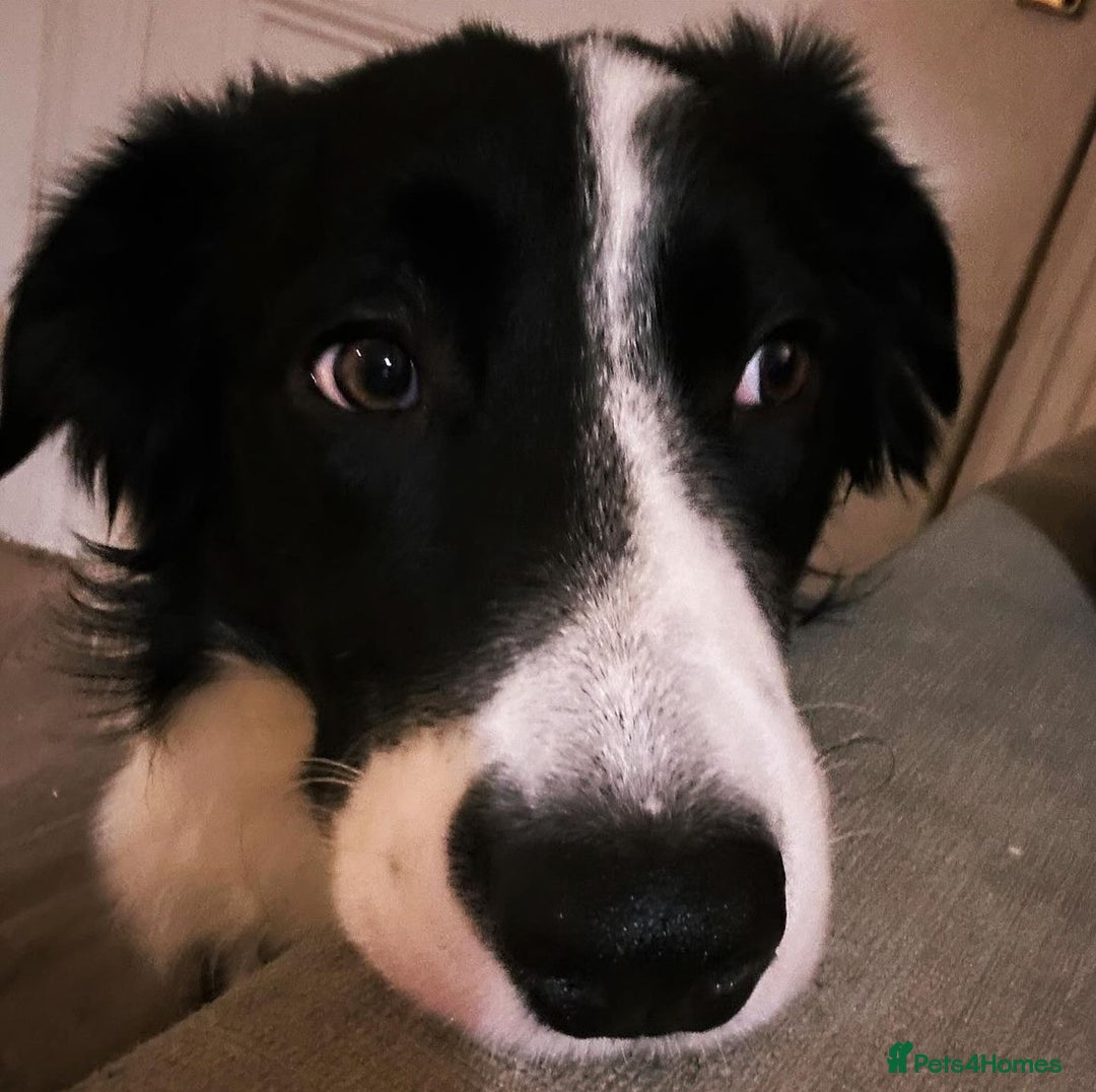 Border Collie dogs for stud: Beautiful Pedigree Stud Border Collie for breeding in Isleworth - Advert 18