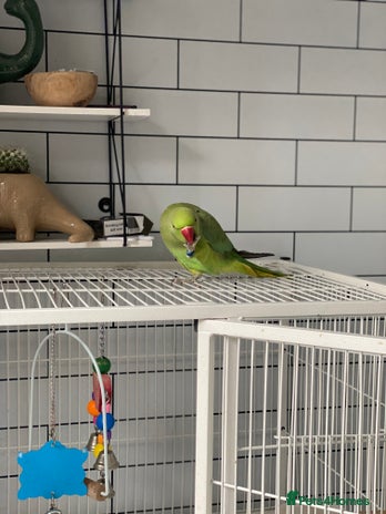 Ringnecks birds - Advert 2