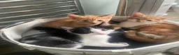 Mixed Breed cats for sale: Lovely short haired kittens  in Redhill - Advert 10