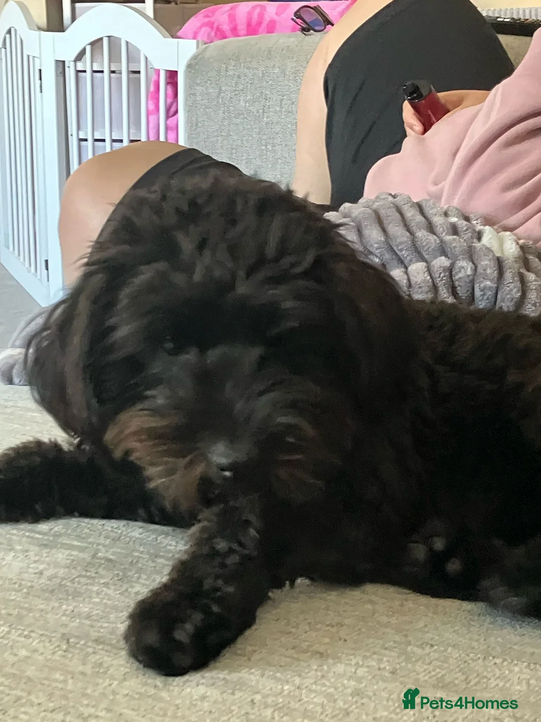 Cavapoo dogs for sale: Maisie moo - Advert 2