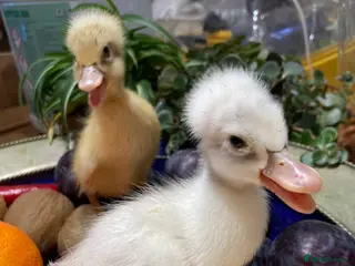 Ducks poultry for sale: Pom Pom Runner Ducklings - Advert 1
