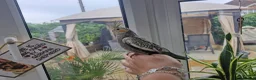 Cockatiels birds for sale: Baby cockatiels  - Advert 6