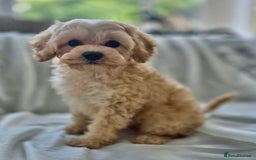 Cavapoochon dogs for sale: F1b MOYEN MERLE CAVAPOOCHON PUPS - Image 20