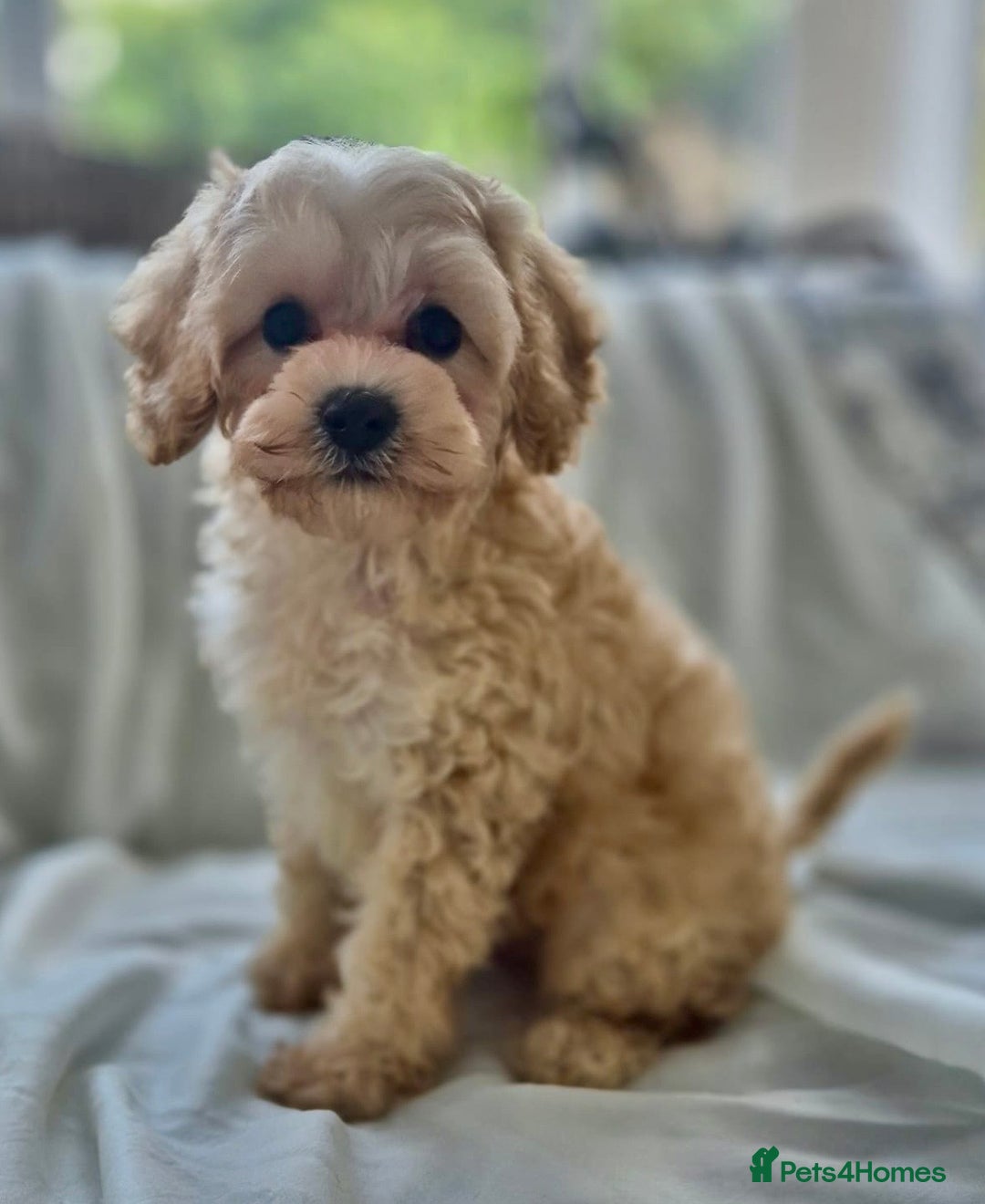 Cavapoochon dogs for sale: F1b MOYEN MERLE CAVAPOOCHON PUPS - Image 20