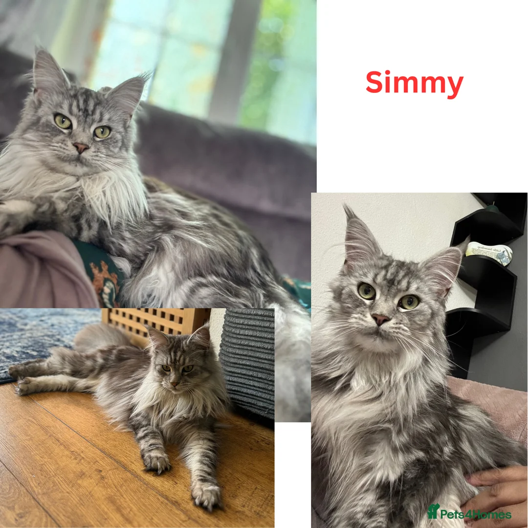 Maine Coon cats for sale: Large Kittens - European Bloodlines - Advert 2