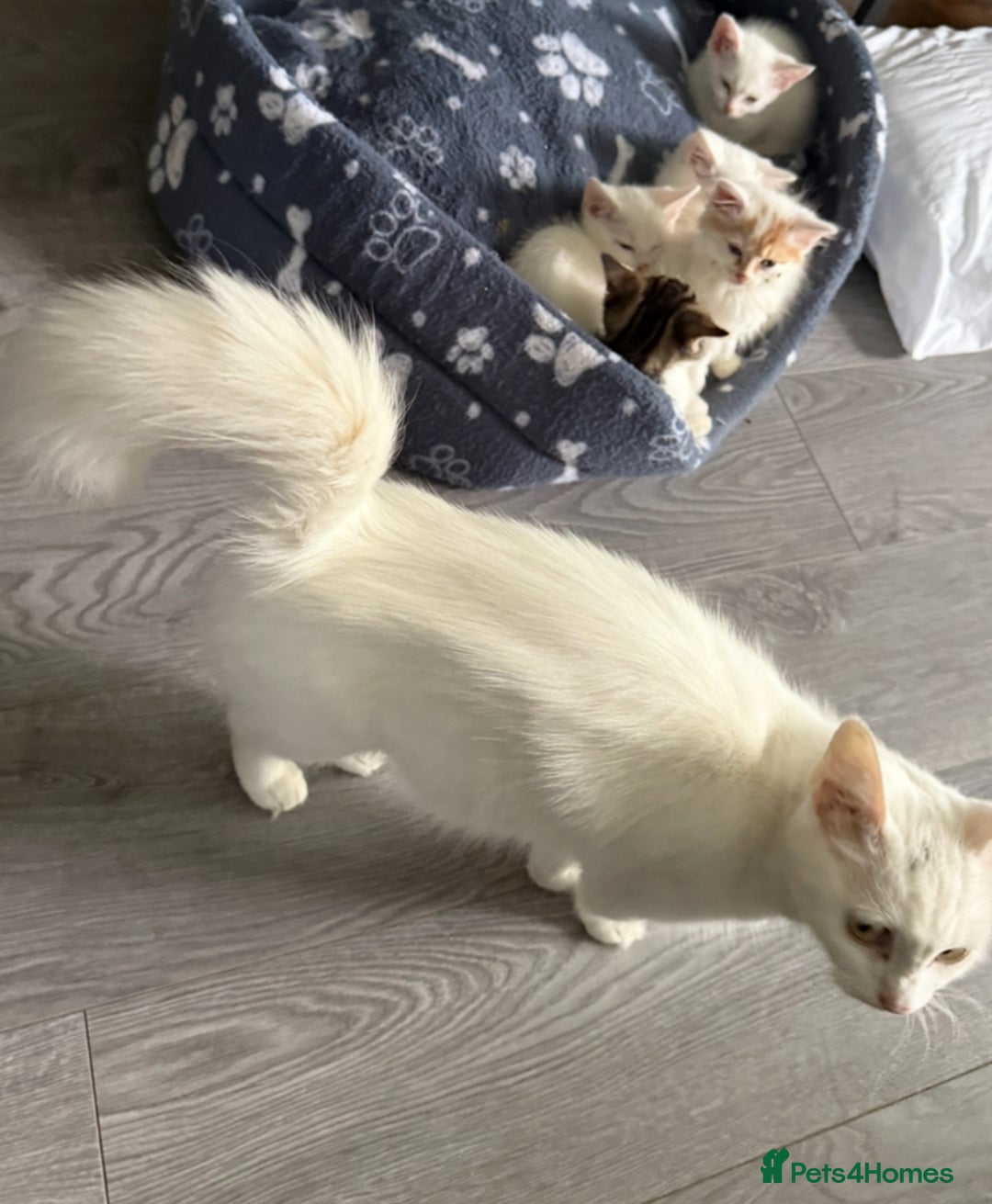 Turkish Angora cats for sale: Turkish angora kitten - Advert 5
