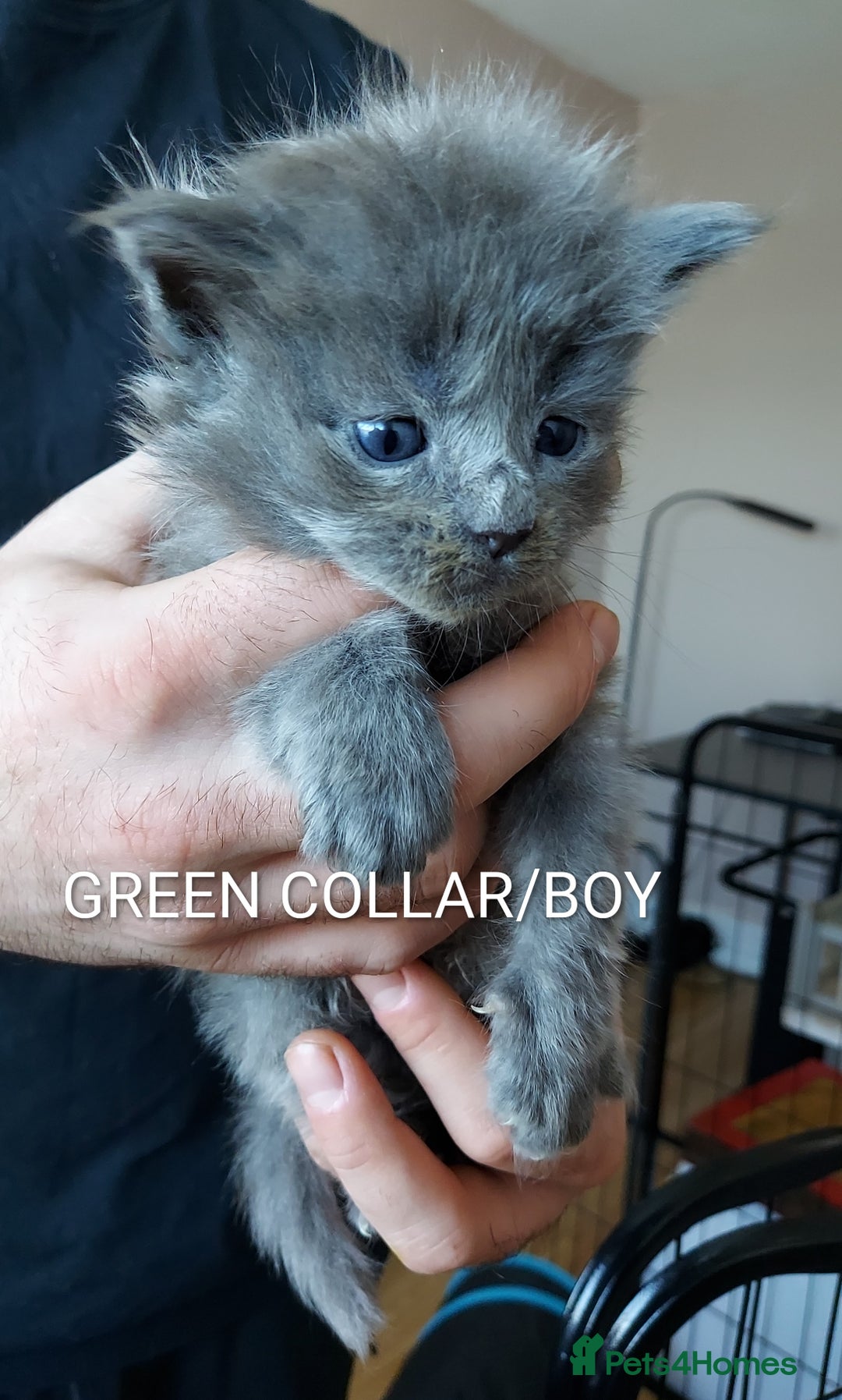 Maine Coon cats for sale: GREAT QUALITY MAINE COON KITTENS/DNA/GCCF  - Advert 18