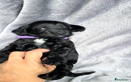 Cockapoo dogs for sale: Cockapoo Puppies Extensive Health Tested - Image 22