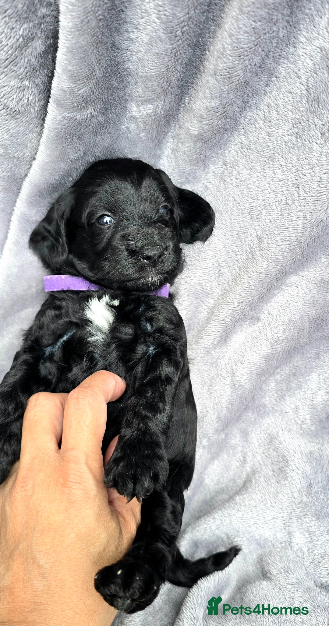 Cockapoo dogs for sale: Cockapoo Puppies Extensive Health Tested - Image 22
