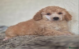 Miniature Poodle dogs for sale: Miniature Poodle Puppies - Image 1