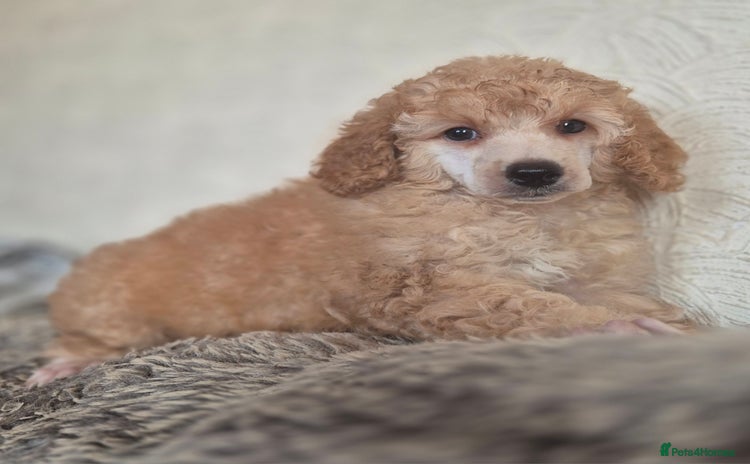 Miniature Poodle dogs - Advert 2