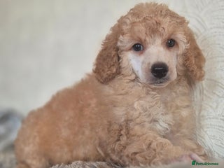 Miniature Poodle dogs - Advert 30
