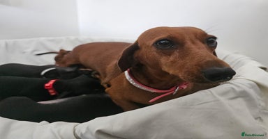 Dachshund dogs - Advert 8