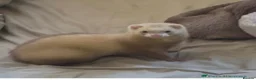 Ferret rodents for sale: Female ferret - Advert 4